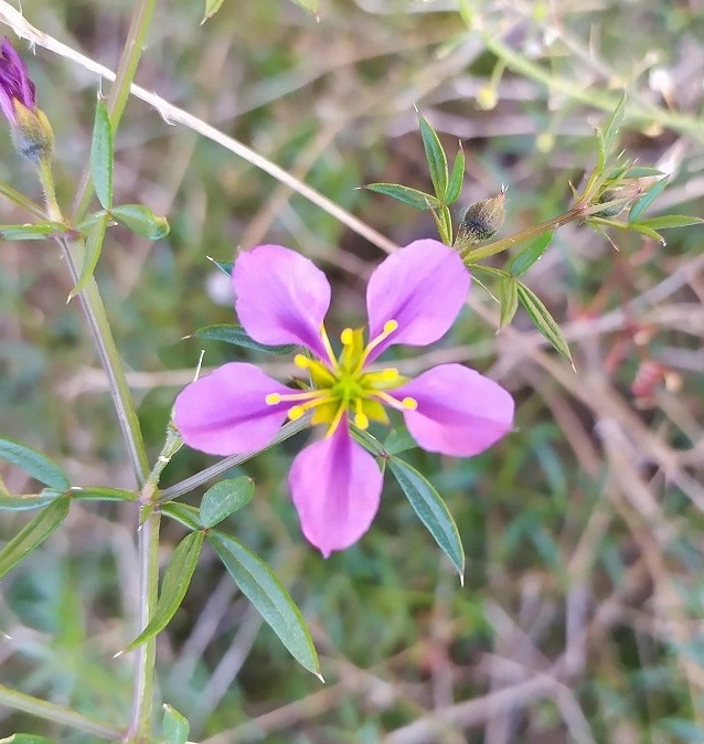 Jardín de Flores