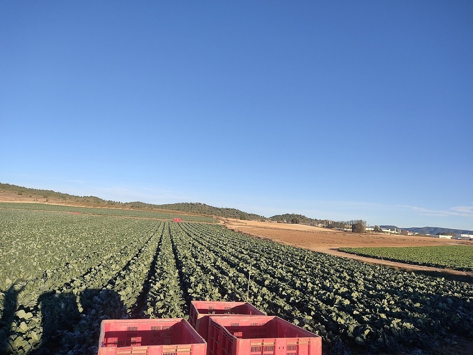 La agricultura intensiva en CARAVACA ha AUMENTADO un 80% en DIEZ AÑOS (2011 a 2021), incrementándose la contaminación por nitratos