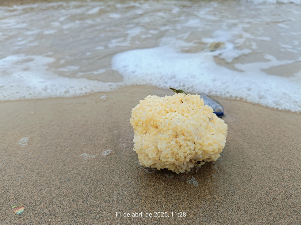 gasterópodo marino Hexaplex trunculus