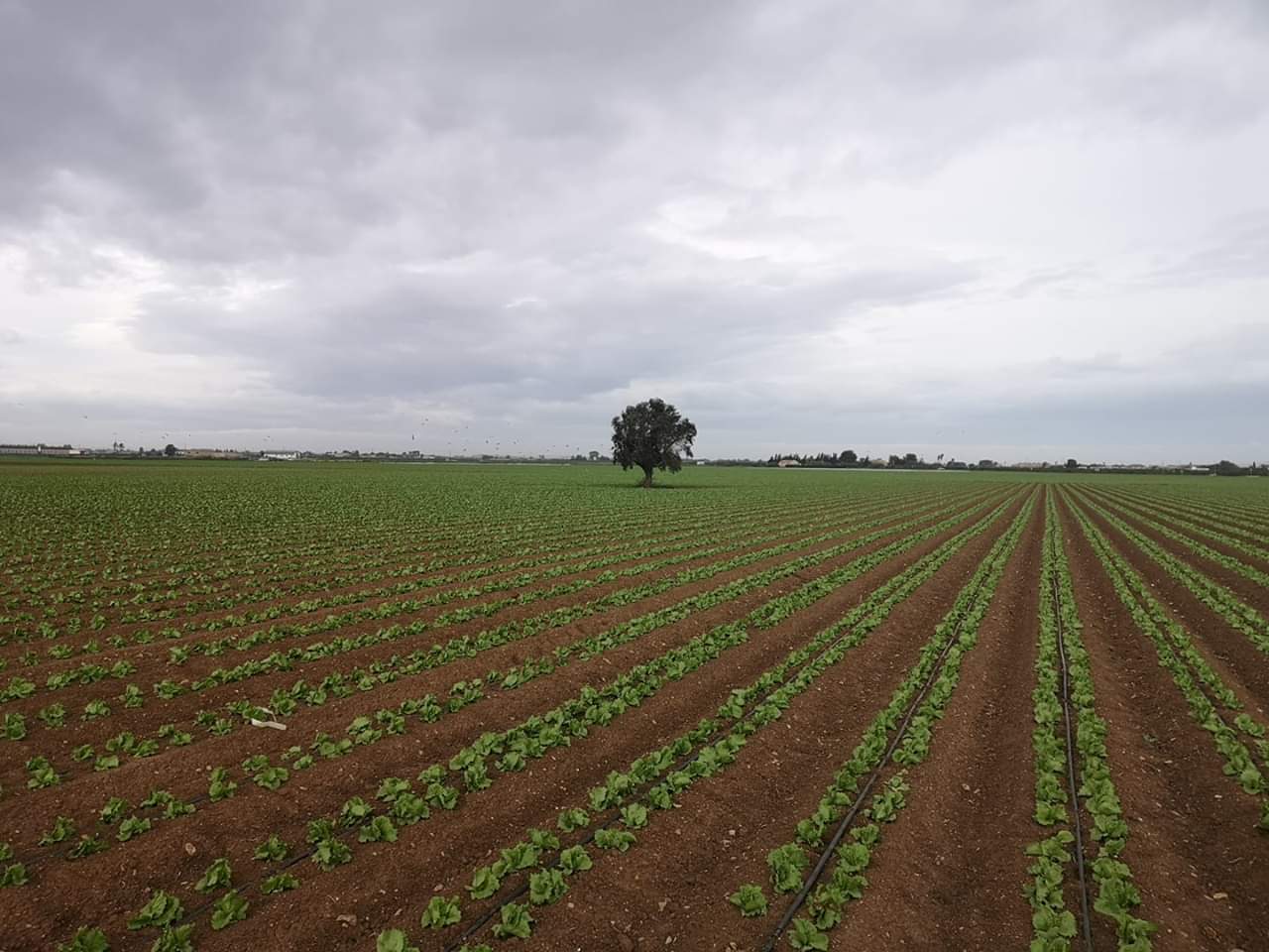 UN MONUMENTO AL CAMPESINO Y UN HORIZONTE GRIS.