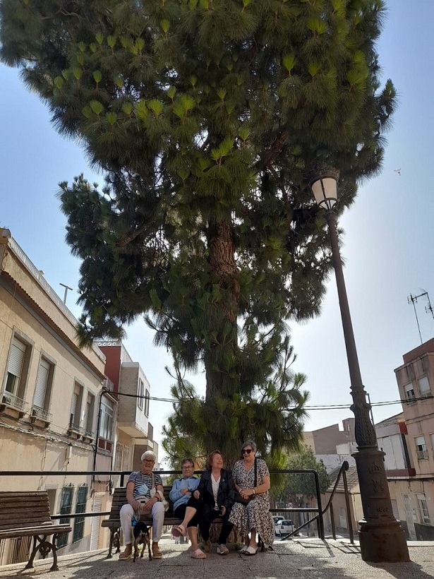 Las Heroínas de Quitapellejos han impedido hoy la tala del pino de la iglesia, porque el Ayuntamiento Cartagena en lugar de arreglar, tala