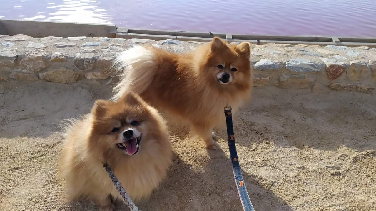 Perros abandonados