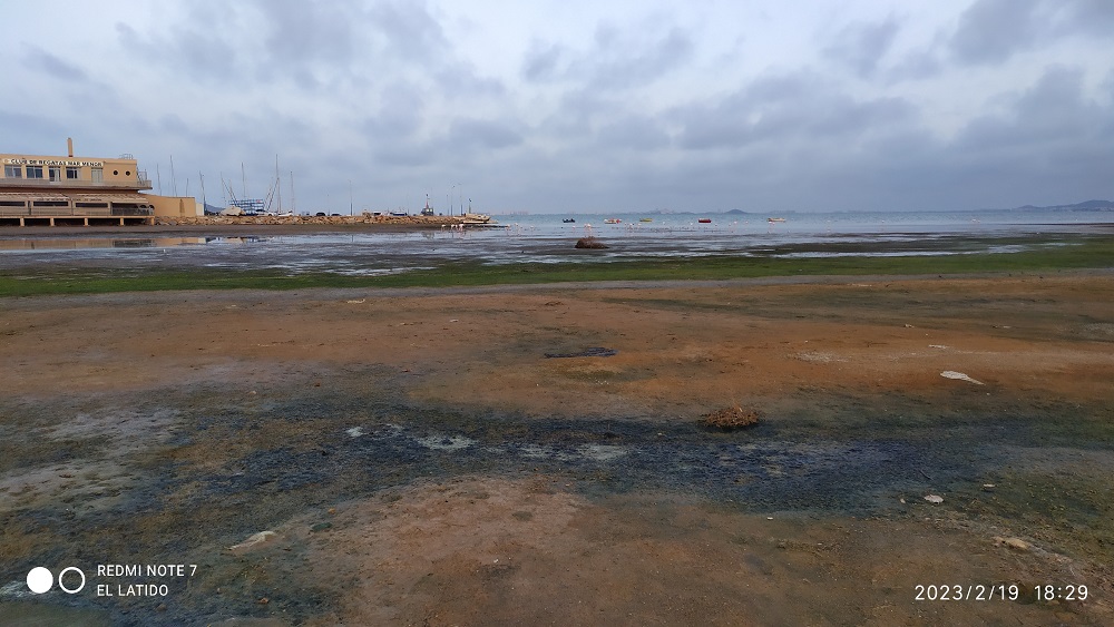 Así están Los Urrutias, Estrella de Mar o playa de Los Alemanes en el Mar Menor, baja la mar y afloran los fangos