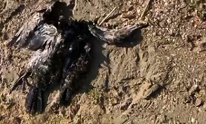 Denuncian medusas y aves muertas en la Playa de Los Alemanes en La Manga de El Mar Menor