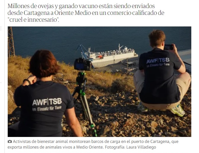 Activistas de varios países investigan el maltrato animal en el Puerto de Cartagena, en el transporte de ganado vivo