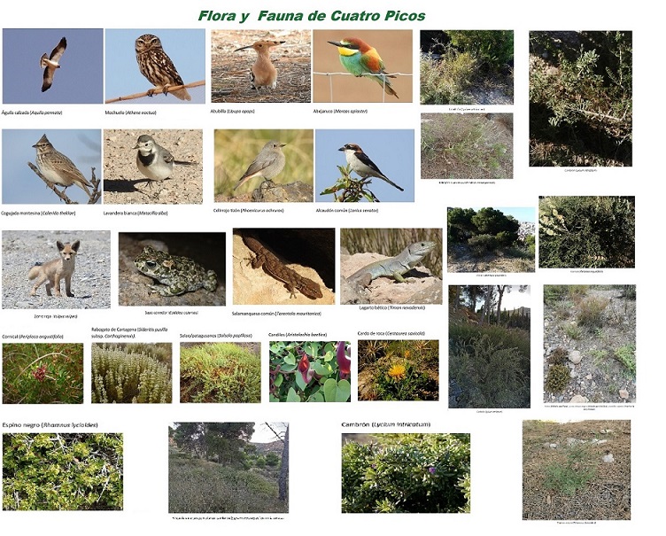 UN CENTENAR DE ESPECIES DE FLORA Y FAUNA ESTÁN PELIGRO, SI CONSTRUYEN EN 4 PICOS