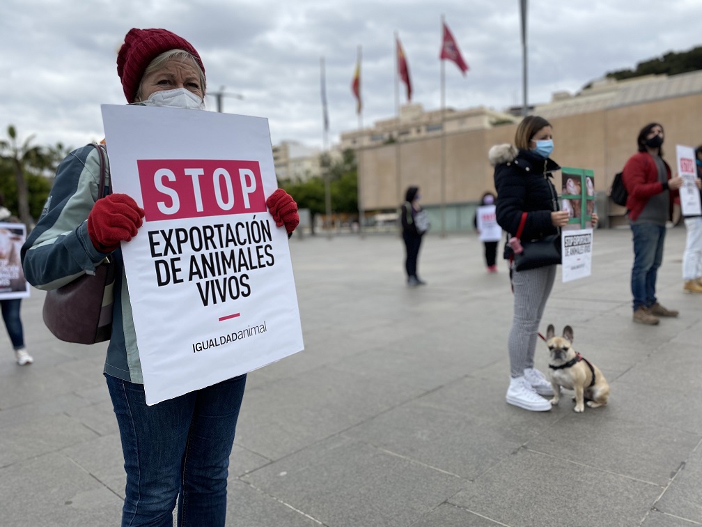 Igualdad Animal protesta en Cartagena para reclamar al Gobierno que prohiba la exportacion de animales vivos