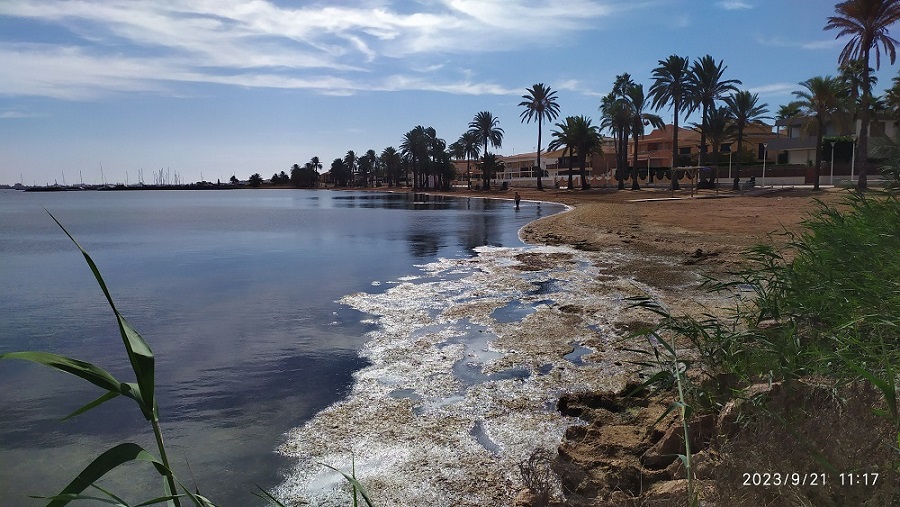 Hoy en Islas Menores, el fin del verano llegó y tú partirás, así como la recogida de algas en descomposición en el Mar Menor