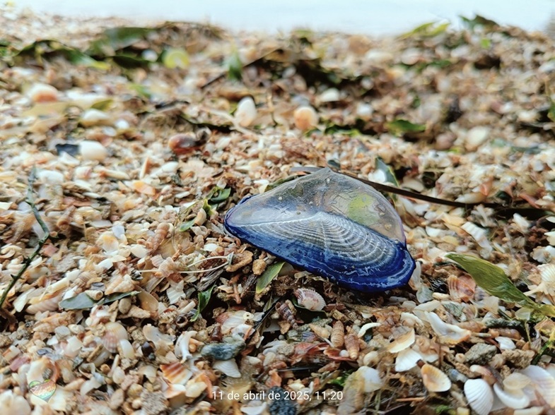 velella
