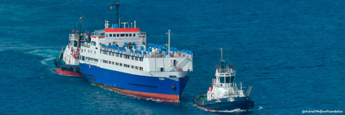 NUEVA CONCENTRACION DE DENUNCIA, ANTE EL ESCANDALO DE LA LLEGADA A CARTAGENA DE OTRO BARCO CARGADO DE ANIMALES PARA SU MATANZA