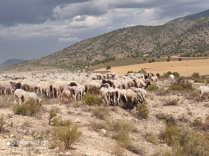 ganadería extensiva Caravaca