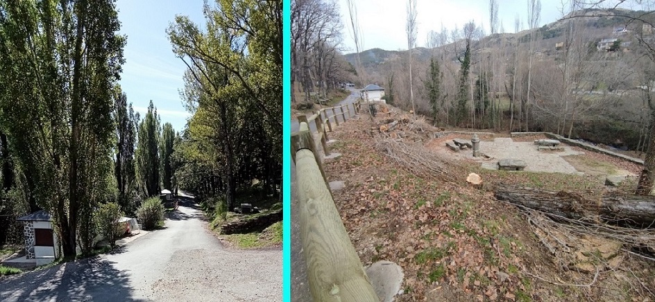 El Ayuntamiento de Miraflores de la Sierra (Comunidad de Madrid) consuma el arboricidio del área recreativa de la Fuente del Cura