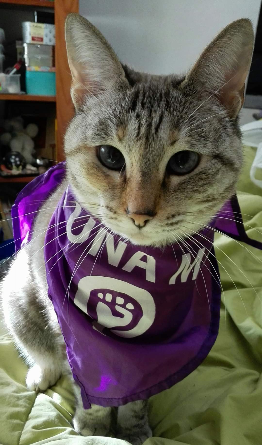 Mi (tú) gata