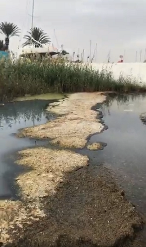 Ante la inminente gota fría o DANA el Ayuntamiento de Cartagena no ha quitado las algas, que se van a descomponer, una trampa al Mar Menor
