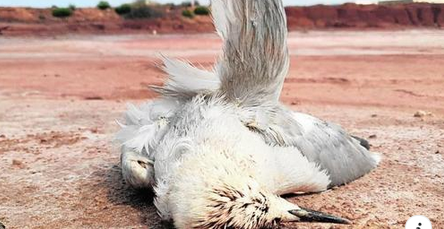 LAS AVES PROTEGIDAS SIGUEN MURIENDO SIN COMPASIÓN Y LOS VECINOS DE TORRECIEGA SIGUEN SOPORTANDO LOS POLVOS TÓXICOS CANCERÍGENOS