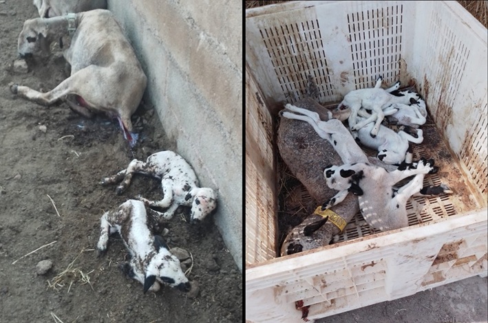 Preocupación en el Noroeste de la Región de Murcia, por los casos del virus de lengua azul, en explotaciones en extensivo de ovinos