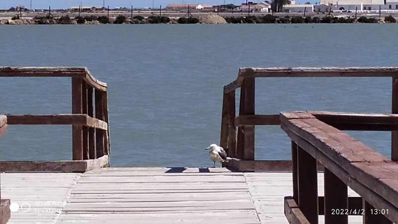 Historia de una gaviota herida o como cuando parece todo perdido, puedes tener una oportunidad o tan sólo microdecisiones