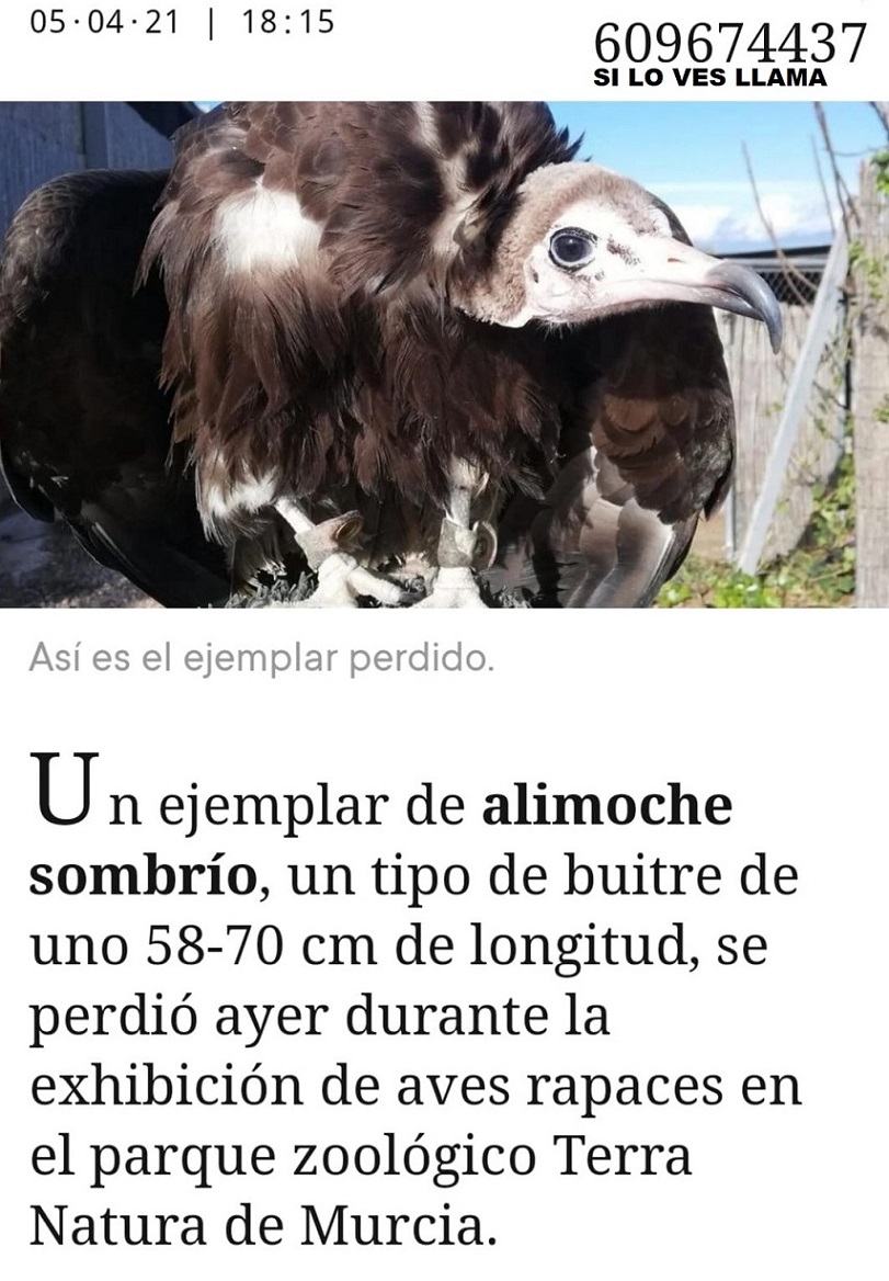 ALIMOCHE SOMBRÍO, PERDIDO DE TERRA NATURA EN MURCIA, SI LO VES CONTACTA, PUEDES SALVARLE LA VIDA