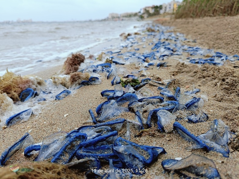 El levante trae al Mar Menor, playas azules por las velellas e incluso algún barco perdido