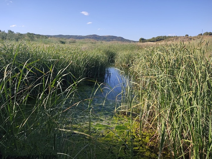 Humedal Vaeras junio 2022