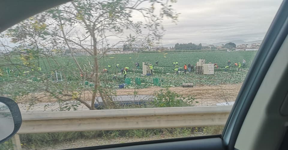 La ley es para todos... La Agricultura intensiva, en el campo de Cartagena ha seguido como si no pasara nada