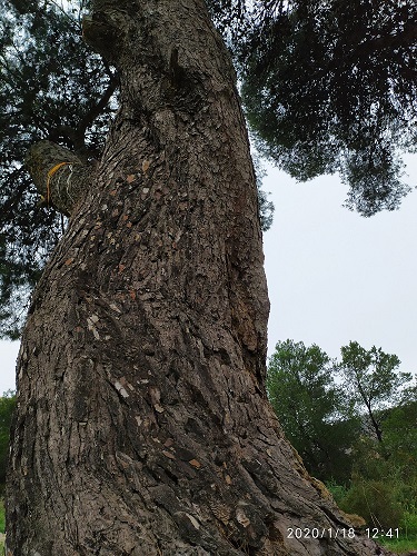 ADOPTA UN ÁRBOL