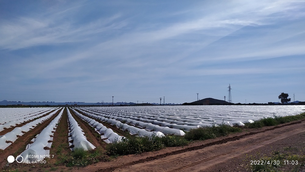 Denuncian campaña de desinformación de Fundación Ingenio para desviar la responsabilidad de la agricultura en la contaminación del Mar Menor