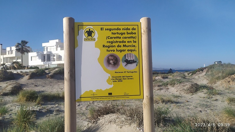 Peligra la tortuga boba en La Ensenada del Esparto en La Manga, por obra nueva por un lado y mala praxis del Ayto.San Javier por otro