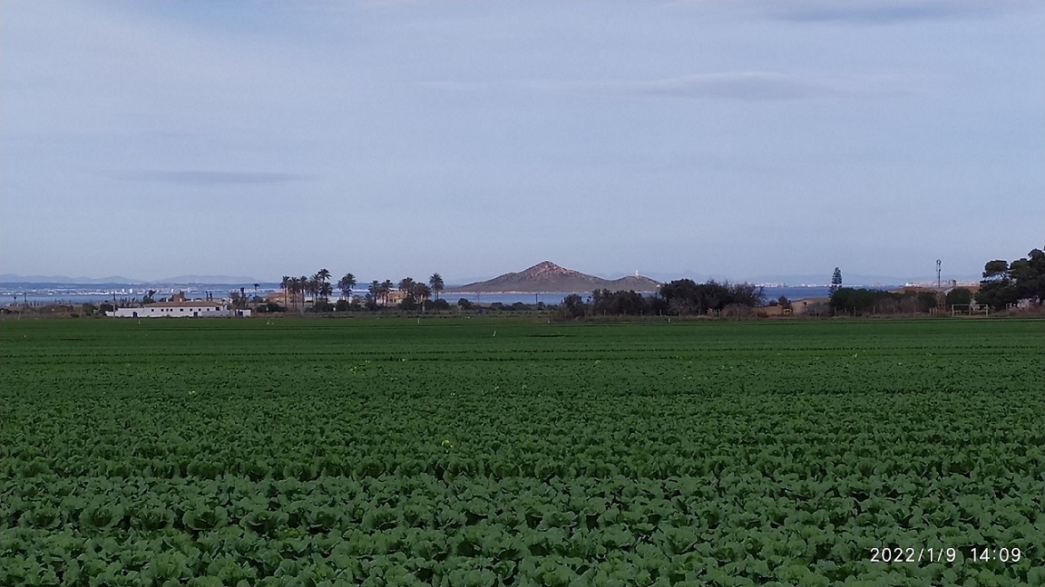 Islas Menores, algas en descomposición y agua cristalina y sin vida en el centro, mientras siguen los cultivos en El Mar Menor