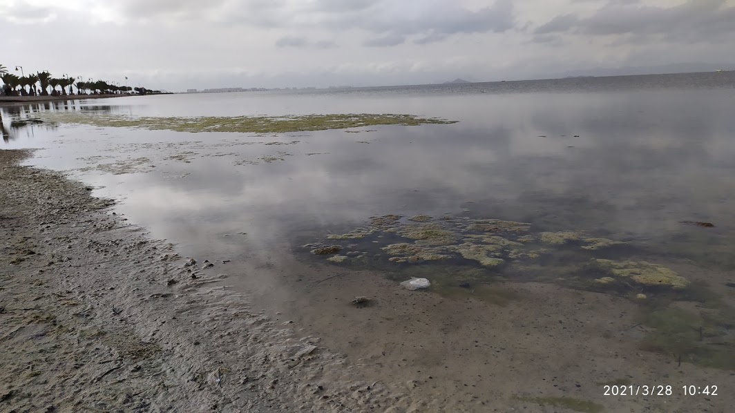 Playa de La Mota (Mar Menor), la putrefacción de las algas a flor de piel