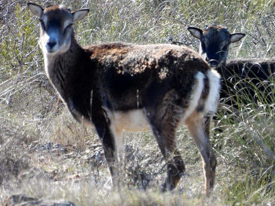 OBJETIVO:  LA SIERRA DE LA MUELA