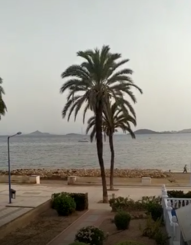 En Playa Honda pasea el ganado por la arena creando un foco de contaminación para El Mar Menor y de Salud Pública por garrapatas