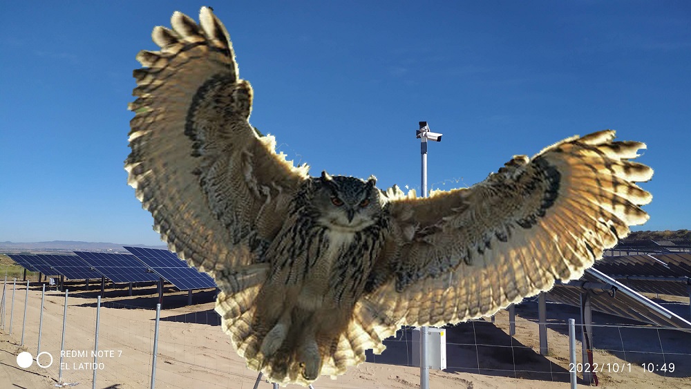 El búho real ha ganado a las fotovoltaicas en El Algar y La Unión, aunque queda la amenaza de muchos otros proyectos