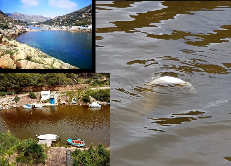 SOS - ALGAMECA CHICA, SE MUERE EL ECOSISTEMA Y SOLO HACE FALTA UNA PALA O MAQUINARIA PESADA, PARA ABRIR EL PASO