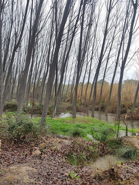 Zona de mantenimiento de Choperas por debajo del Cenajo