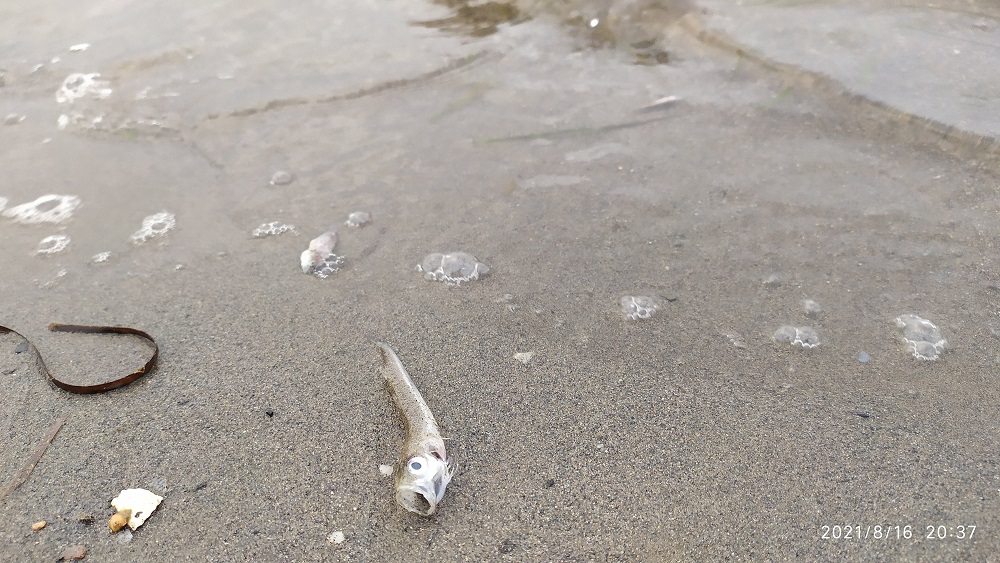 El nuevo Ecocidio por ANOXIA en El Mar Menor en imágenes, es necesaria y urgente la intervención del Ejército