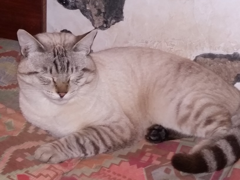 Diario de un gato. Día 183 de mi cautiverio 